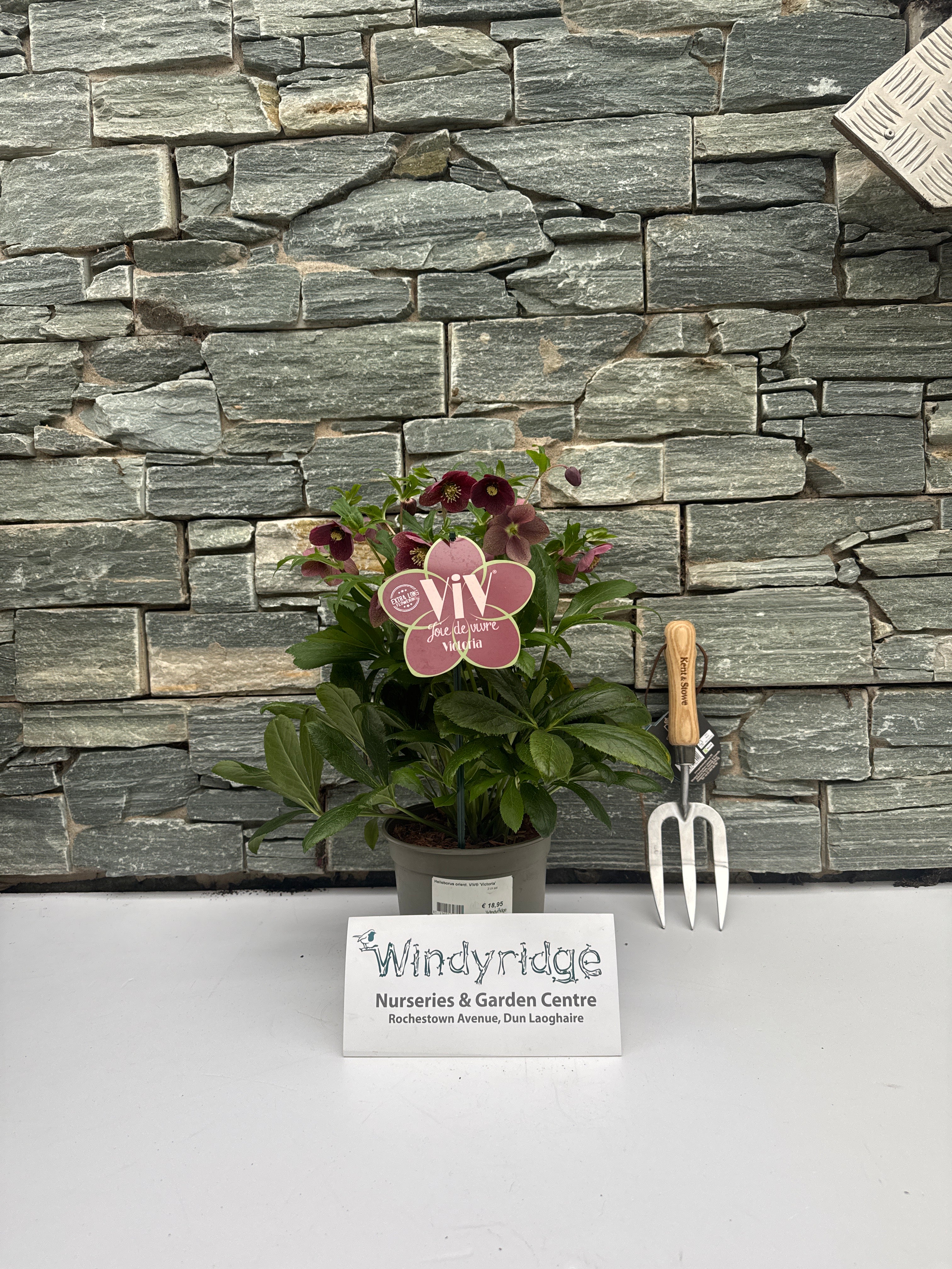 Helleborus orient. ViV Victoria  2 Ltr pot - Image 4