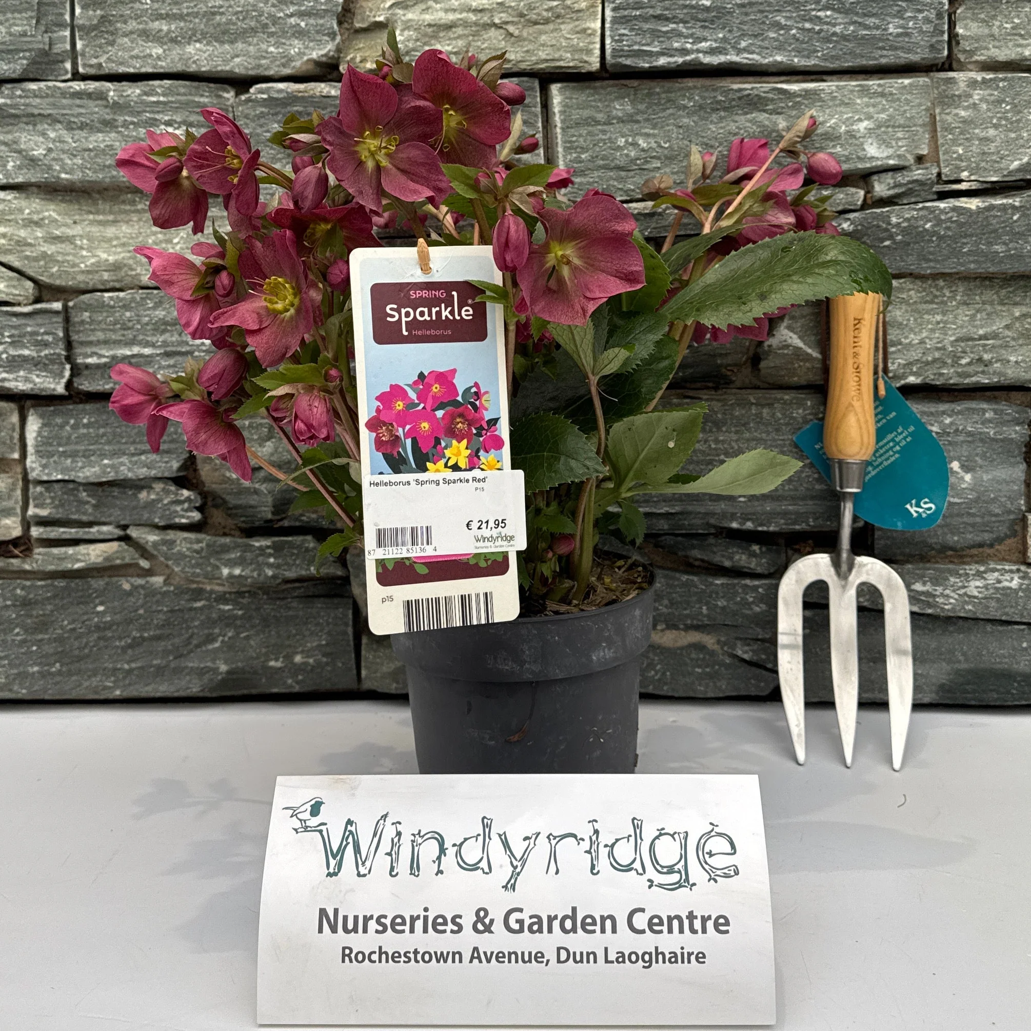 Helleborus Spring Sparkle Red P15