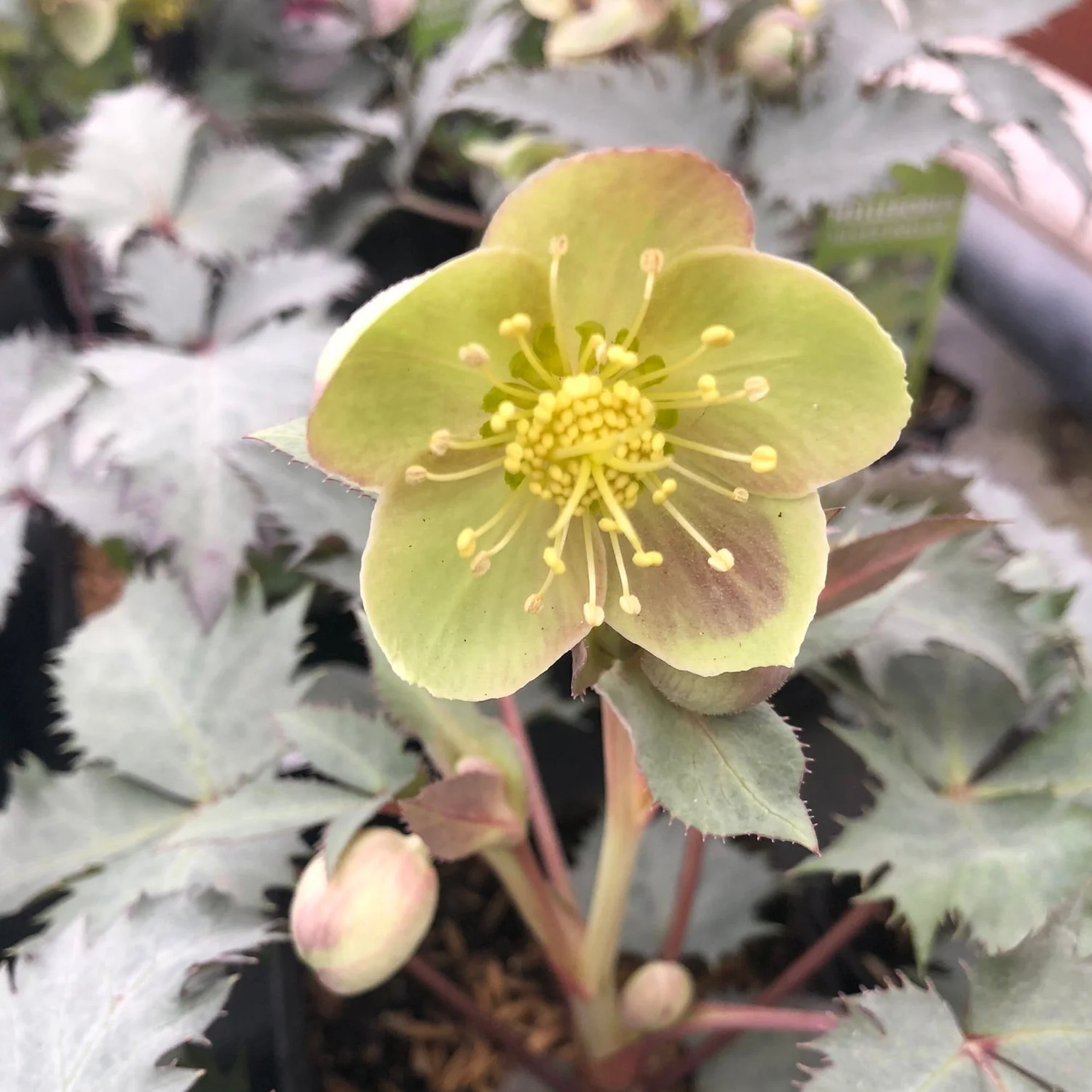 Helleborus sternii Silver Dollar P9 - Image 2