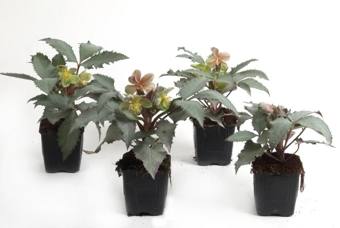 Helleborus sternii Silver Dollar P9 - Image 3