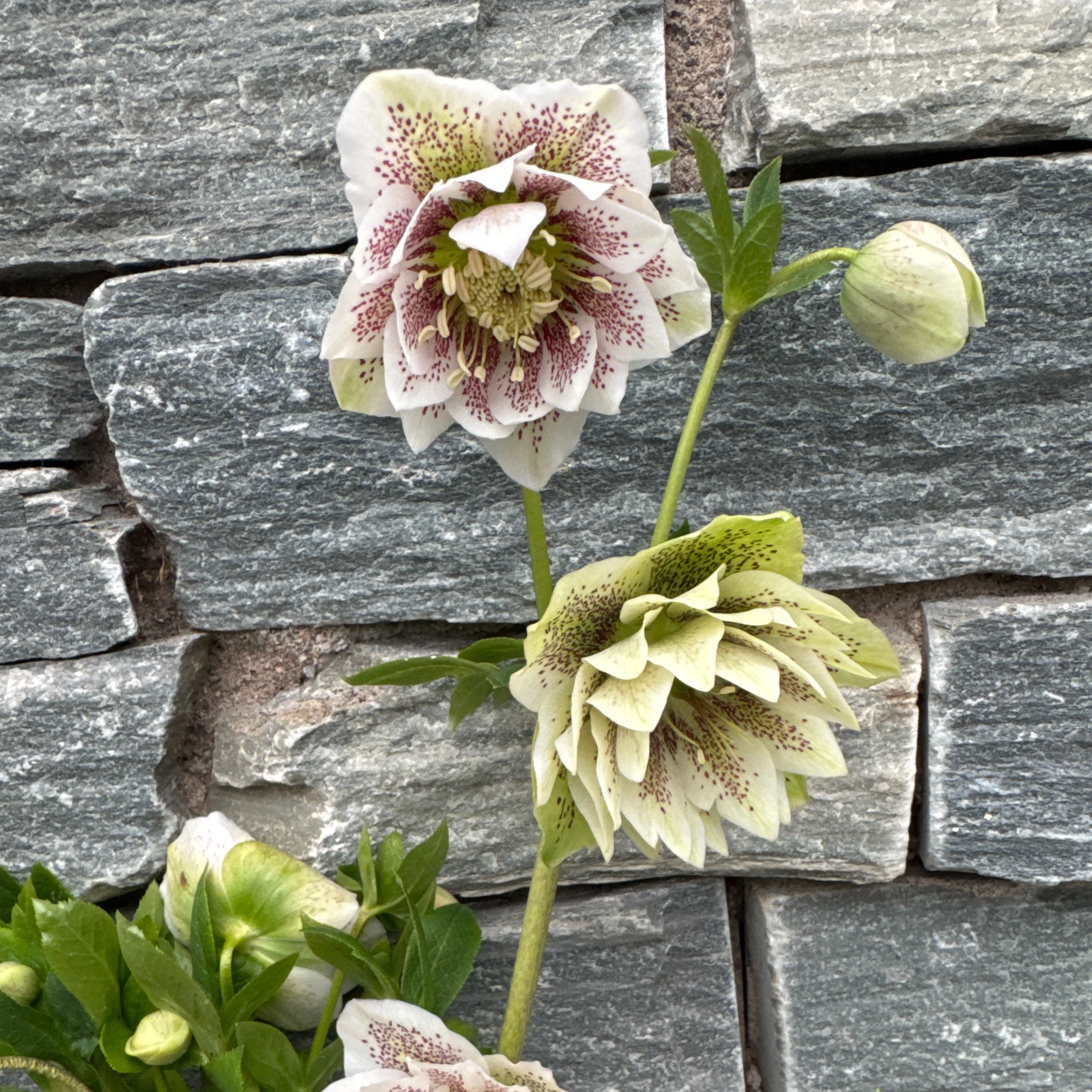 Helleborus verboom cinderella p15 - Image 2