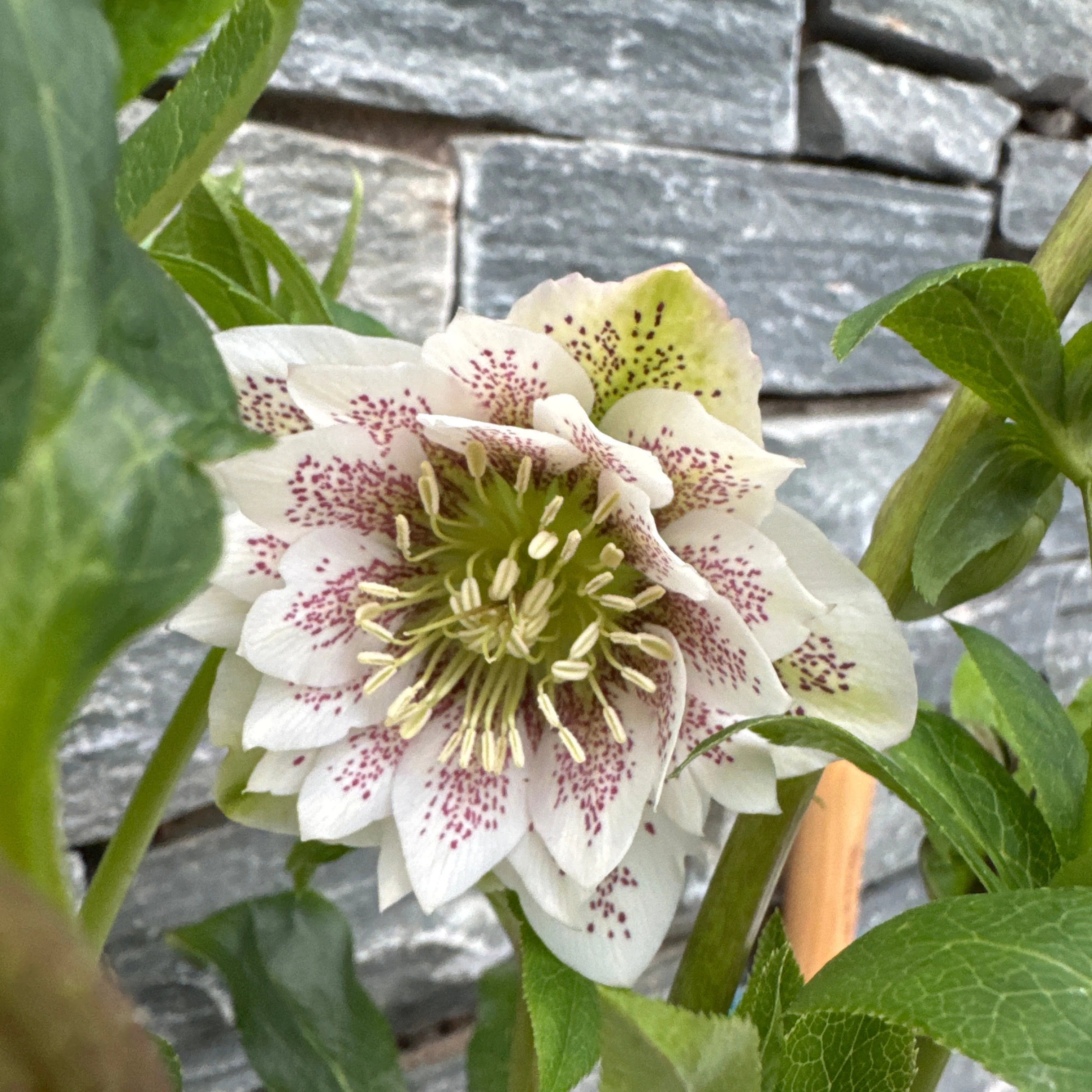 Helleborus verboom cinderella p15 - Image 3