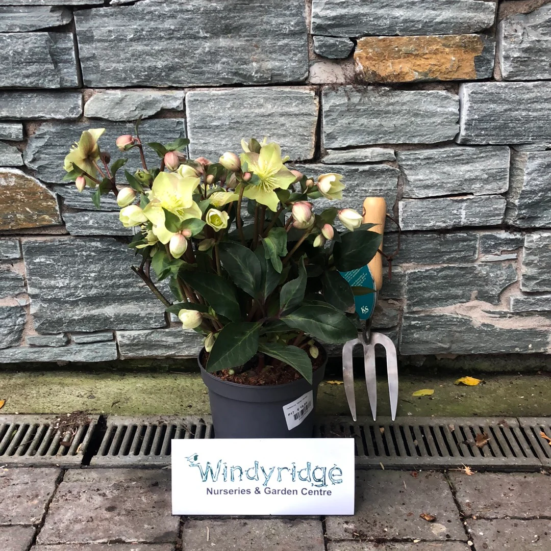 Helleborus Winter Darling Helleborus Beauty Princess 17 CM - Image 2