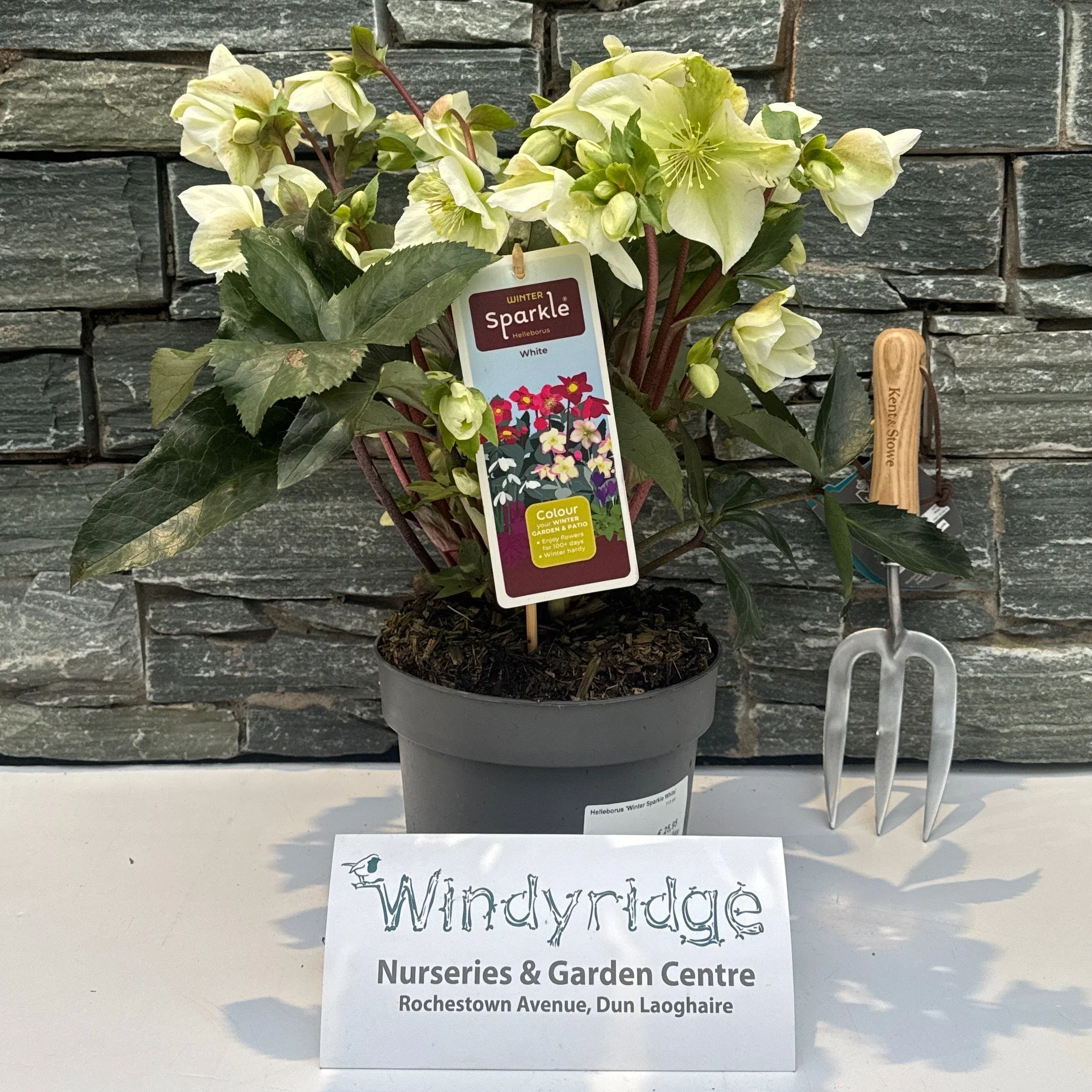 Helleborus Winter Sparkle White 3 Ltr pot