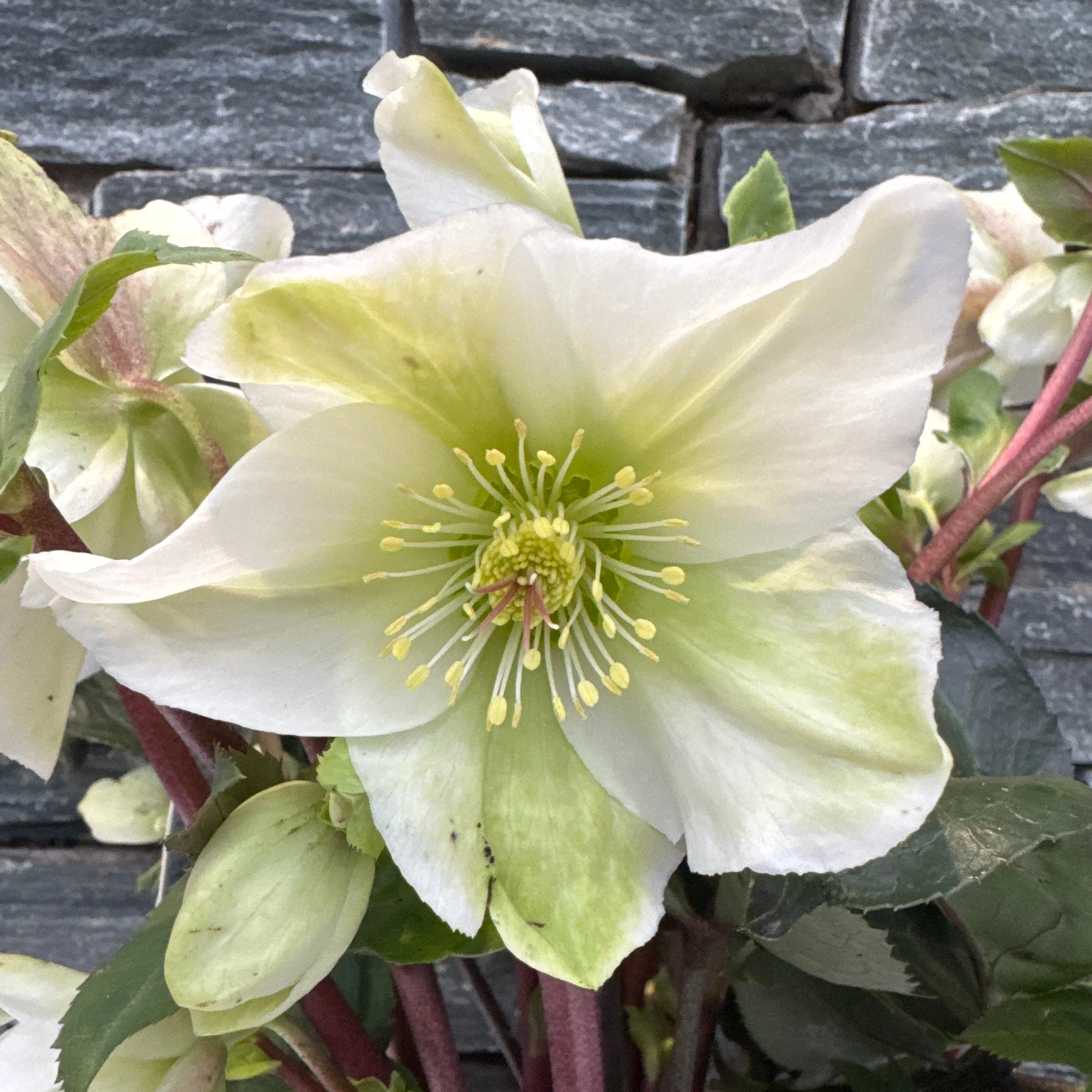 Helleborus Winter Sparkle White 3 Ltr pot - Image 2