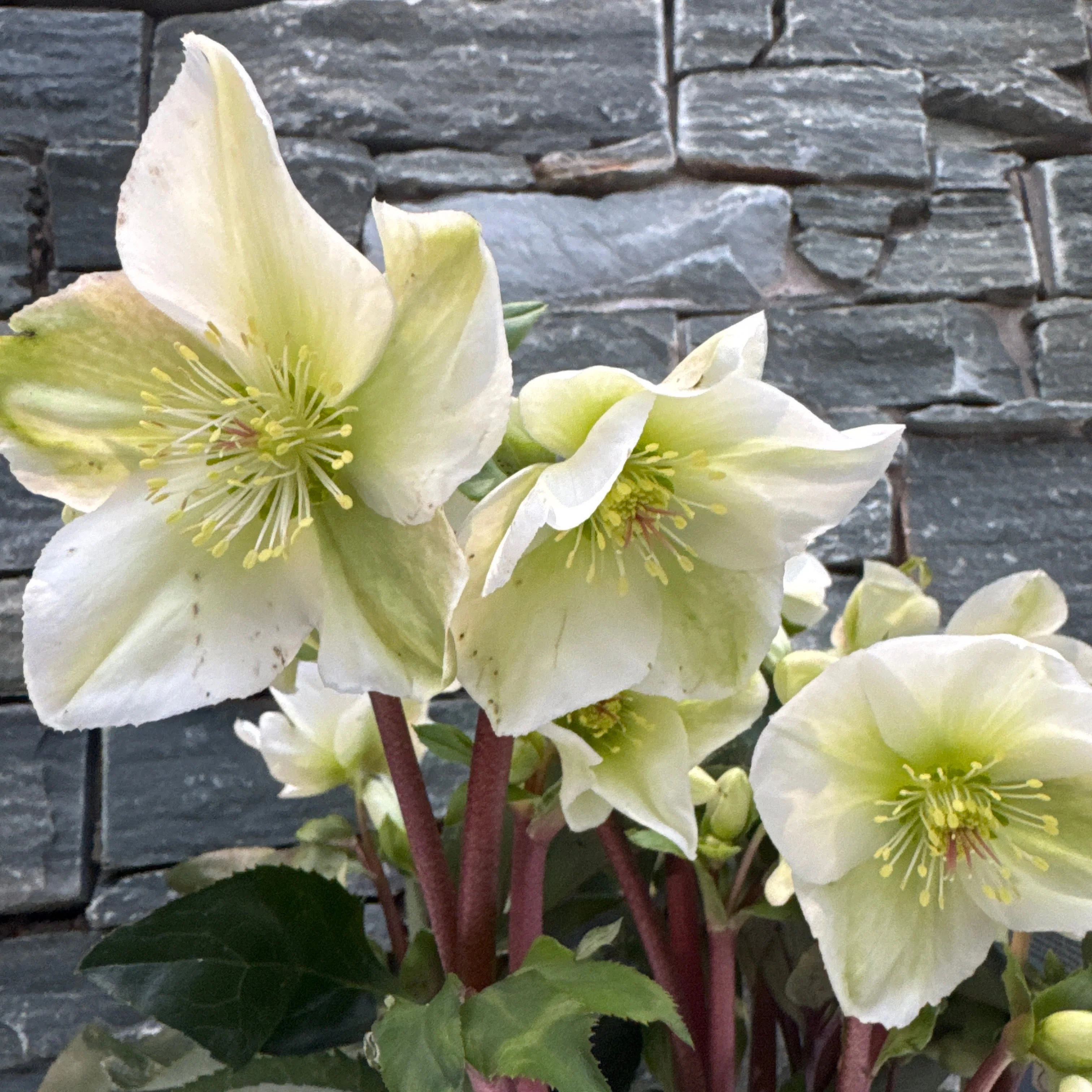 Helleborus Winter Sparkle White 3 Ltr pot - Image 3