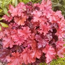 HEUCHERA Boysenberry