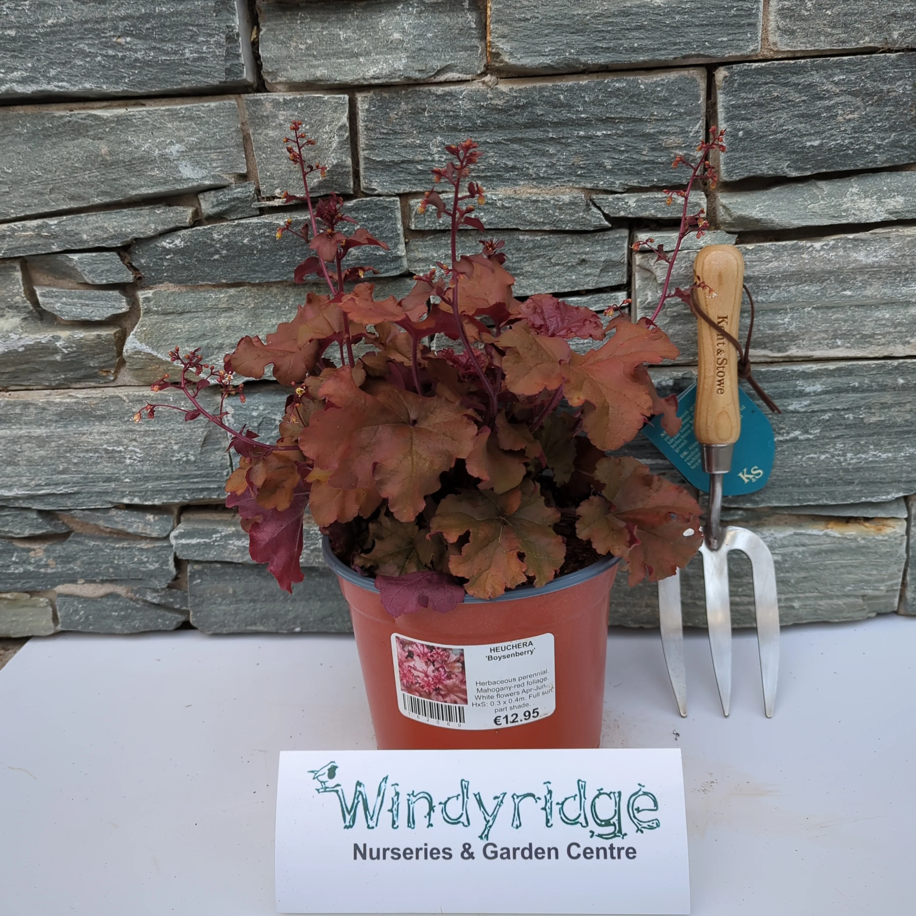 HEUCHERA Boysenberry - Image 2