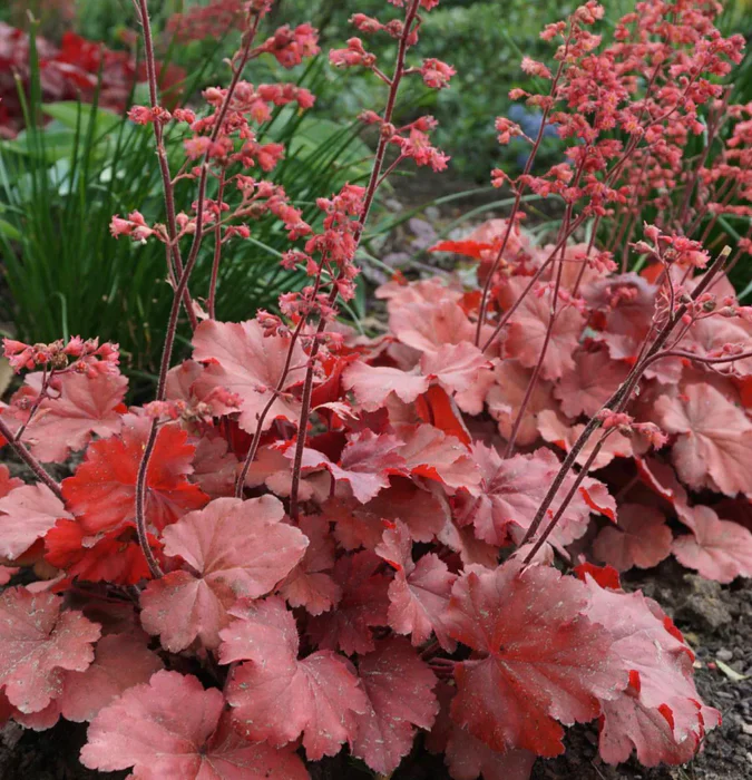 Heuchera Cherry Cola 2lt pot