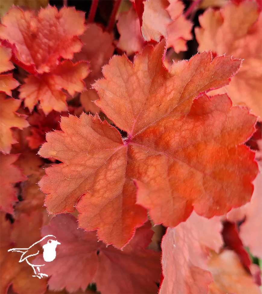 Heuchera Cherry Cola 2lt pot - Image 3