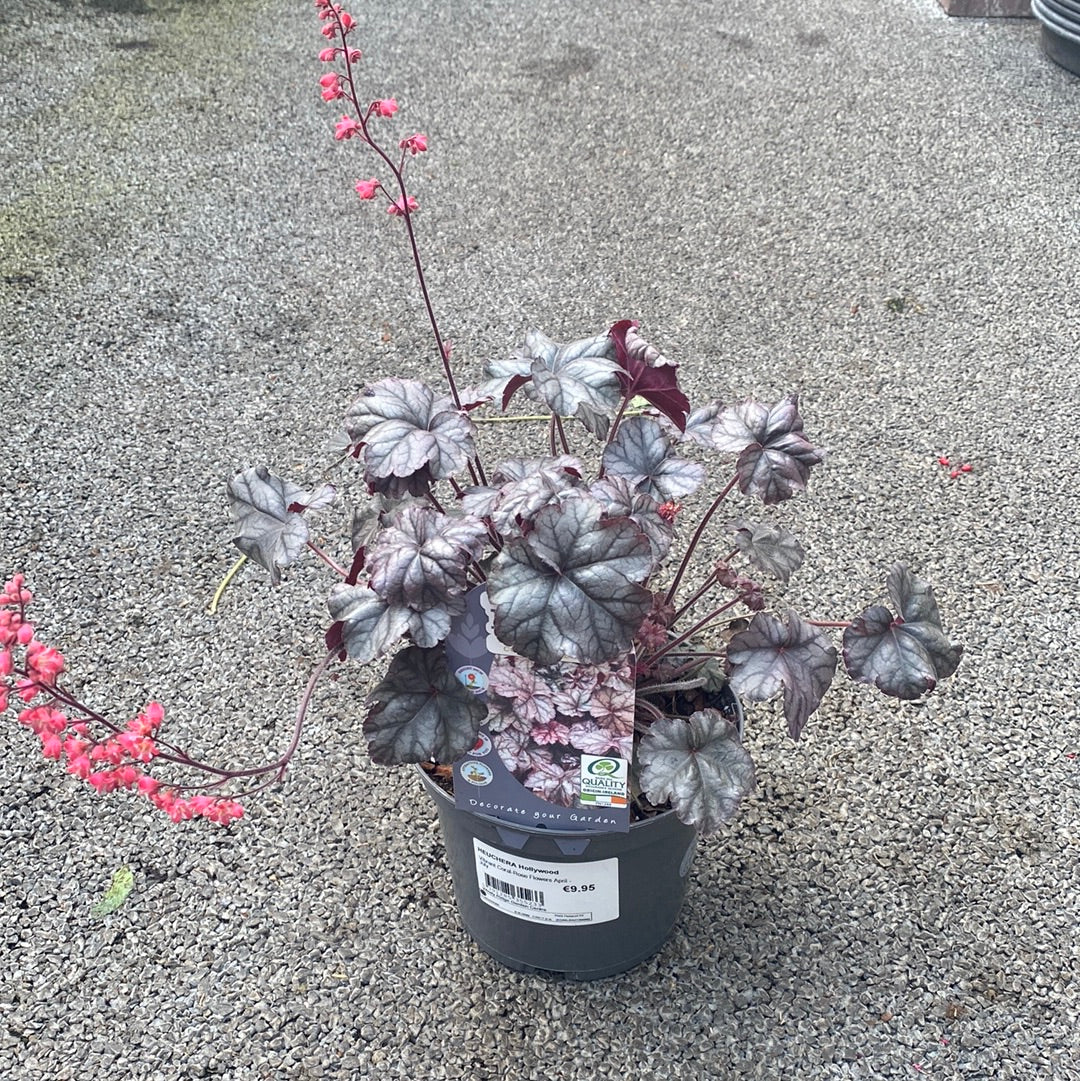 HEUCHERA Hollywood - Image 2