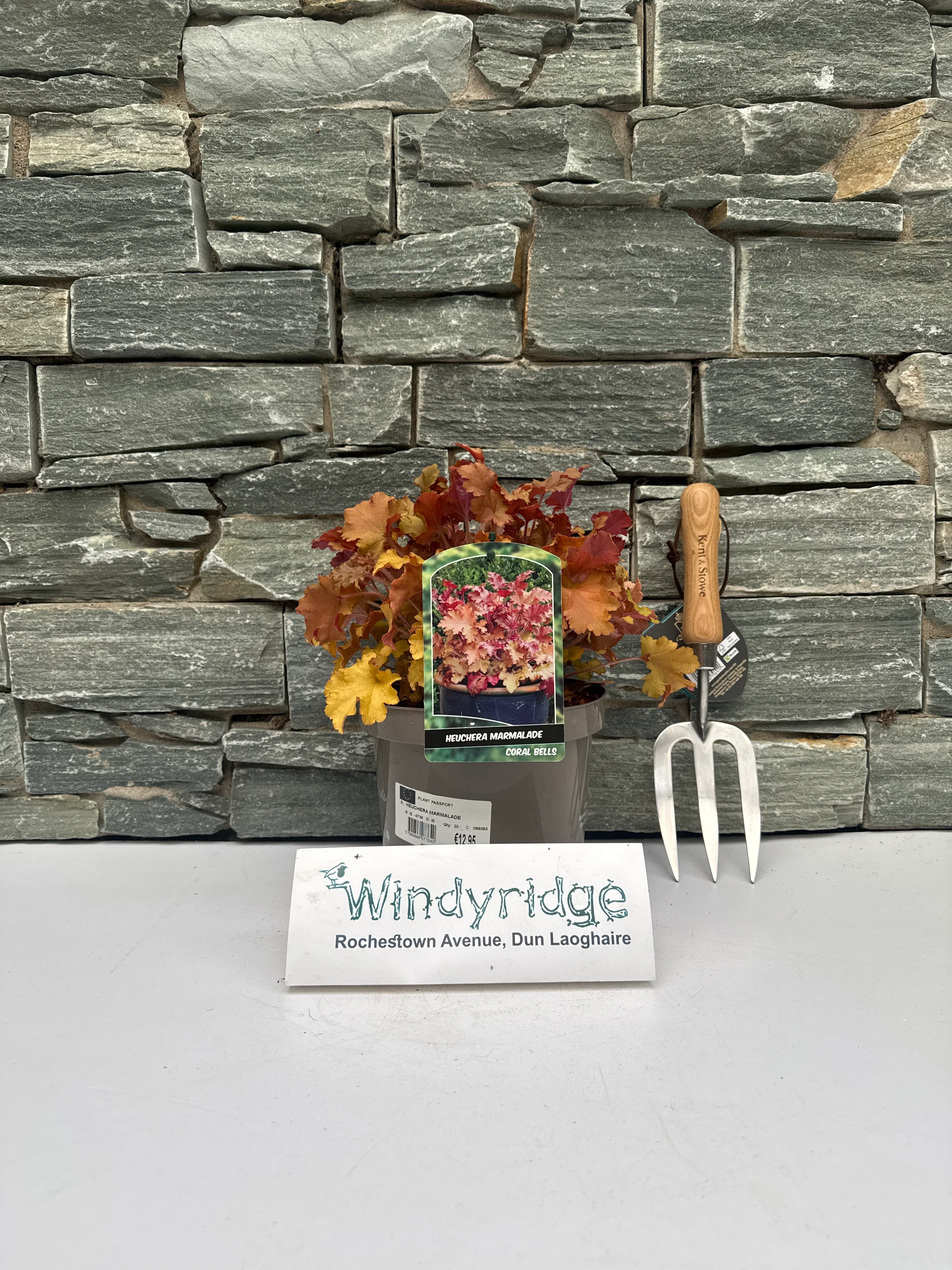 HEUCHERA MARMALADE - Image 2