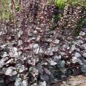 HEUCHERA Mulberry - Image 2