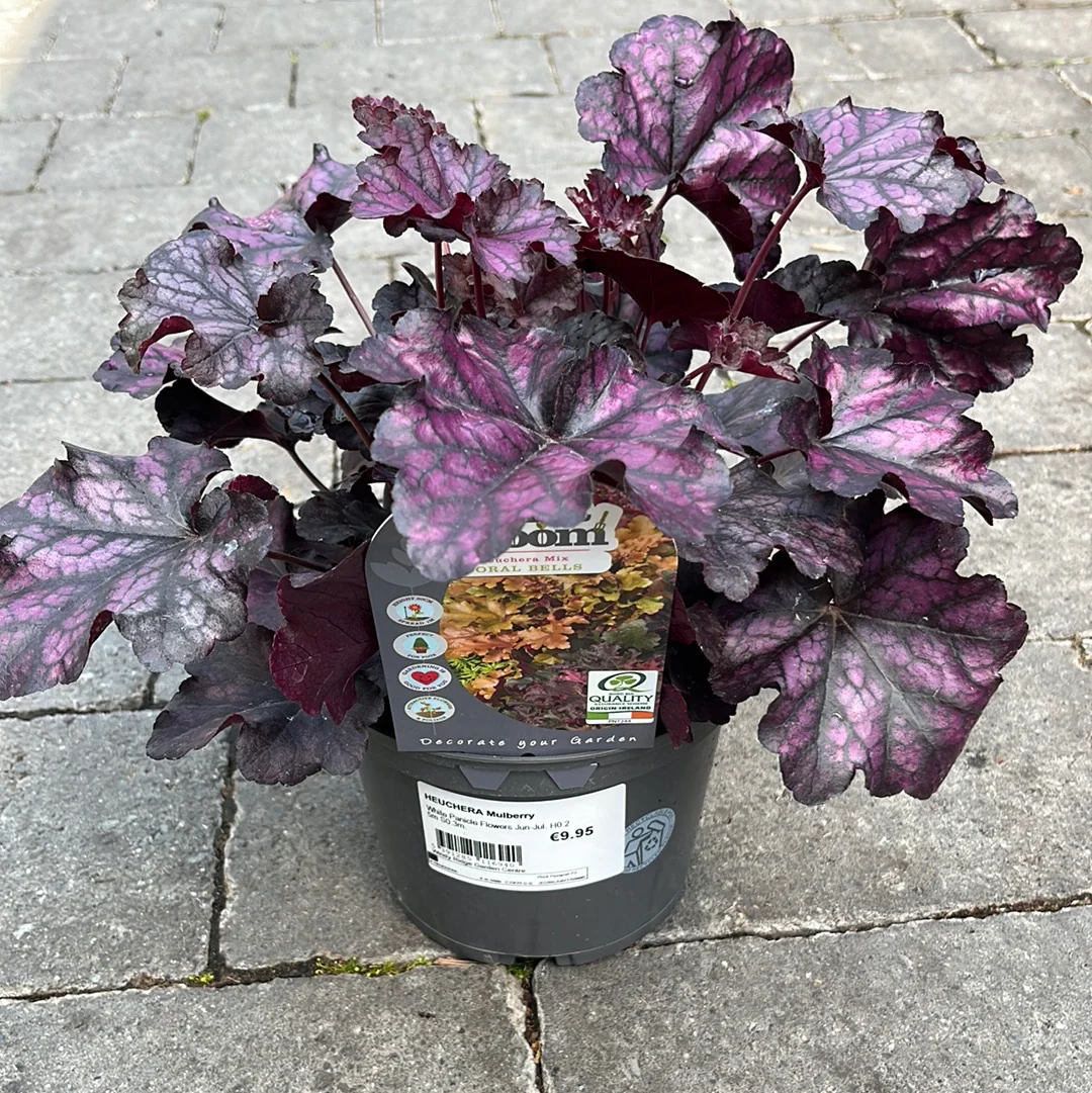 HEUCHERA Mulberry - Image 4
