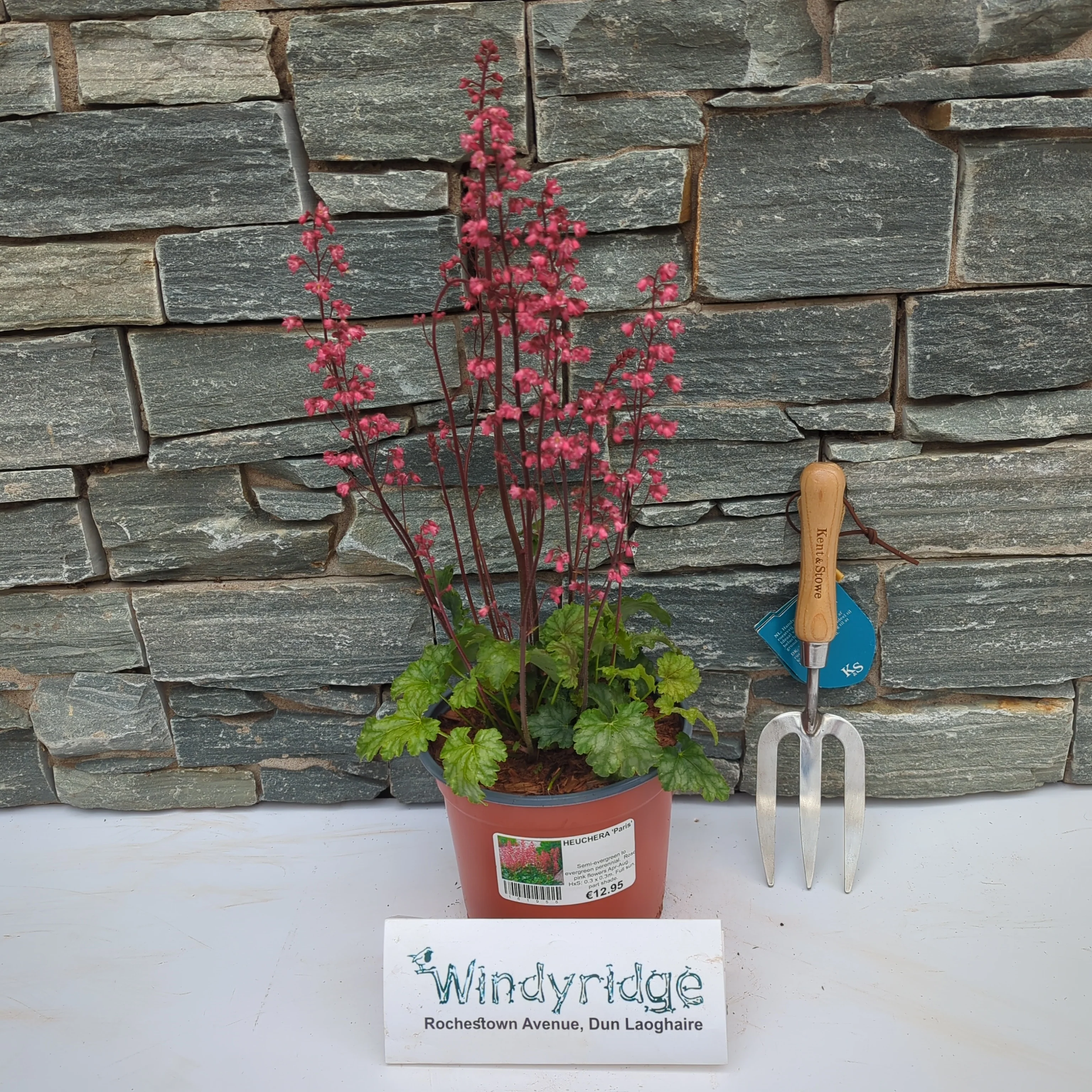 HEUCHERA Paris 3ltr - Image 2