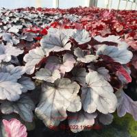 HEUCHERA Silver Gumdrop