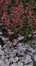 HEUCHERA Silver Gumdrop - Image 3