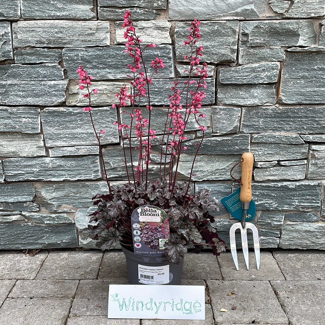 HEUCHERA Timeless Treasure - Image 2