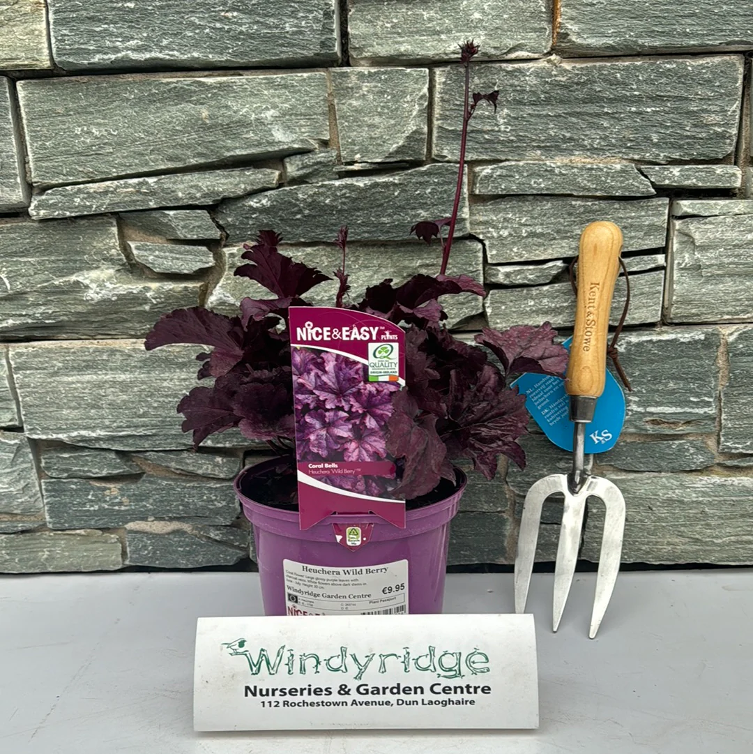 Heuchera Wild Berry - Image 2