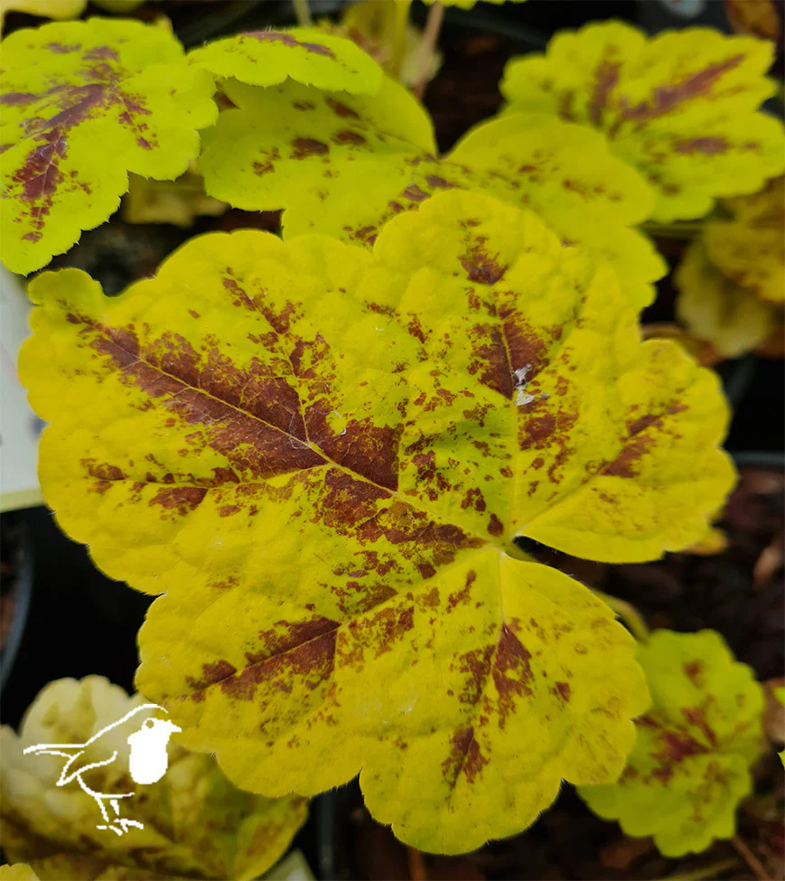 HEUCHERELLA Leapfrog