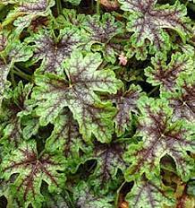 Heucherella Tapestry