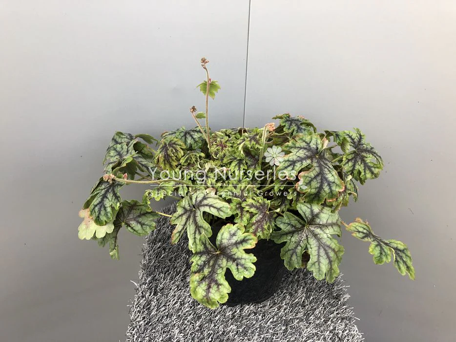Heucherella Tapestry - Image 2