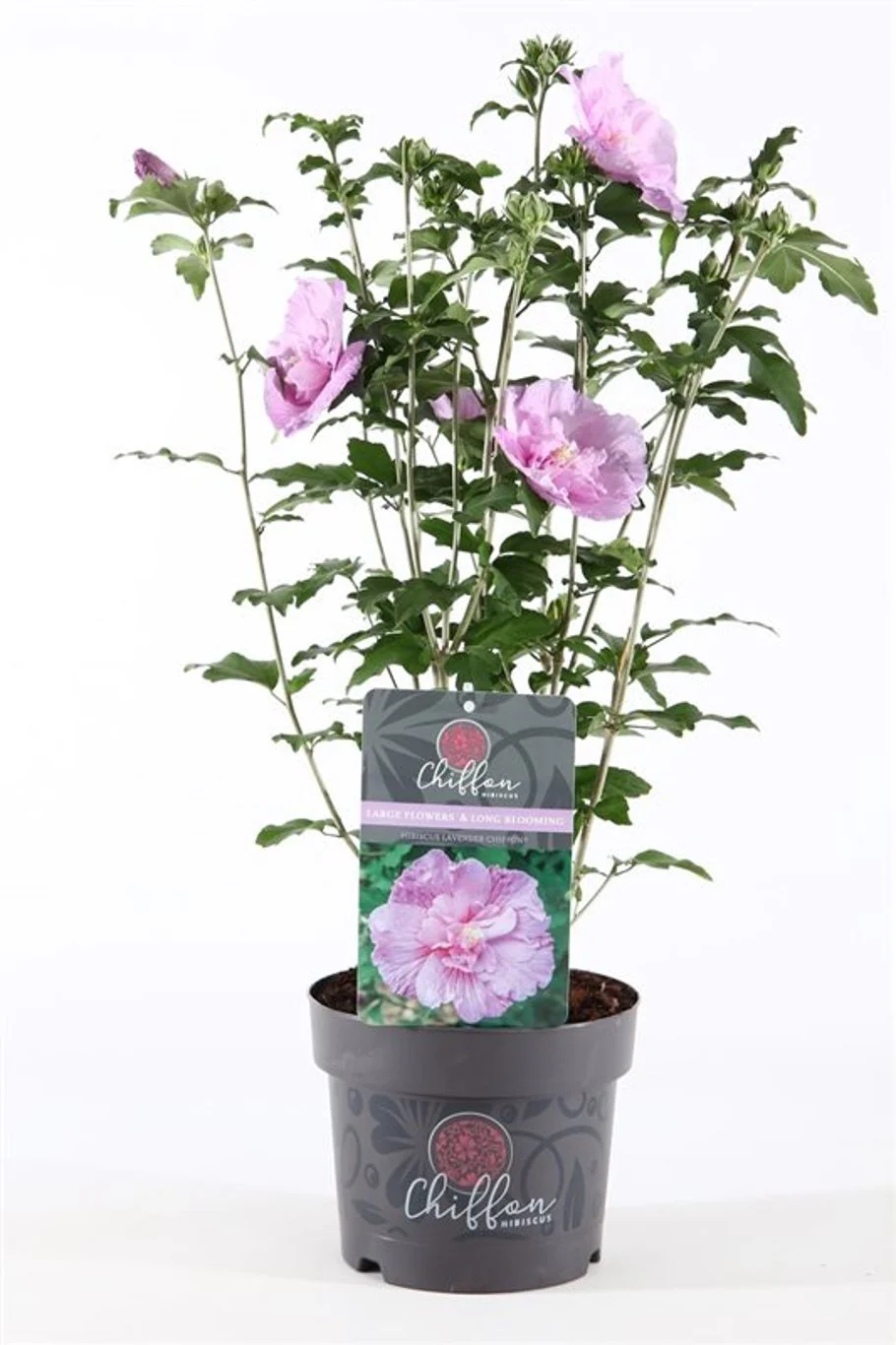 Hibiscus syr. Lavender Chiffon  3 Ltr pot