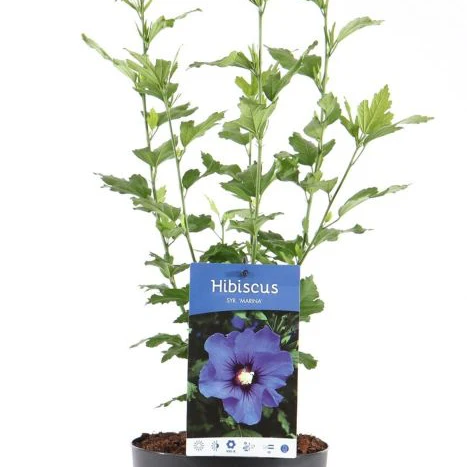 Hibiscus syr. Marina / 3 Ltr pot - Image 2