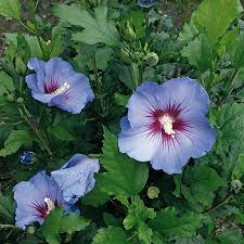 Hibiscus syr. Marina / 3 Ltr pot - Image 3