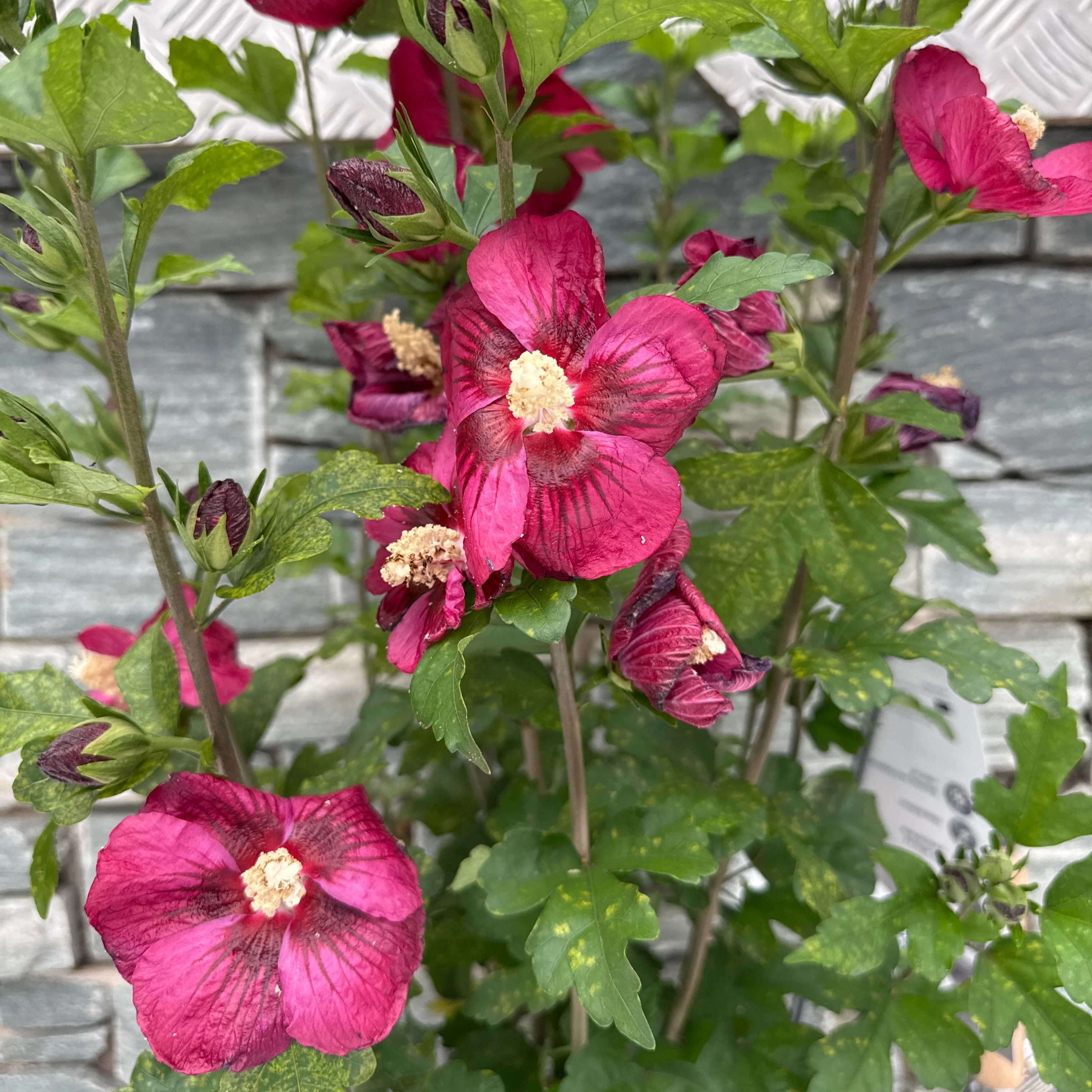 Hibiscus syriacus Rote Heinje - Image 3