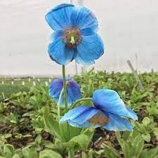 Himalayan Blue Poppy (Meconopsis Grandis Lingholm)