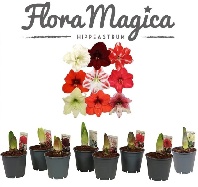 Hippeastrum exclusive mix / P13 / 2 buds