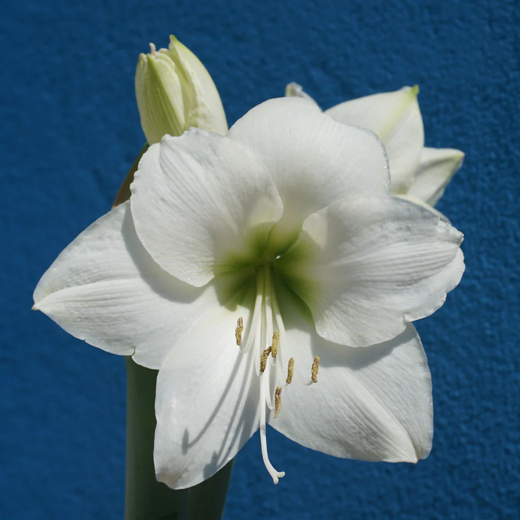 Hippeastrum exclusive mix / P13 / 2 buds - Image 5