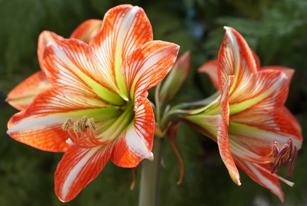 Hippeastrum exclusive mix / P13 / 2 buds - Image 6