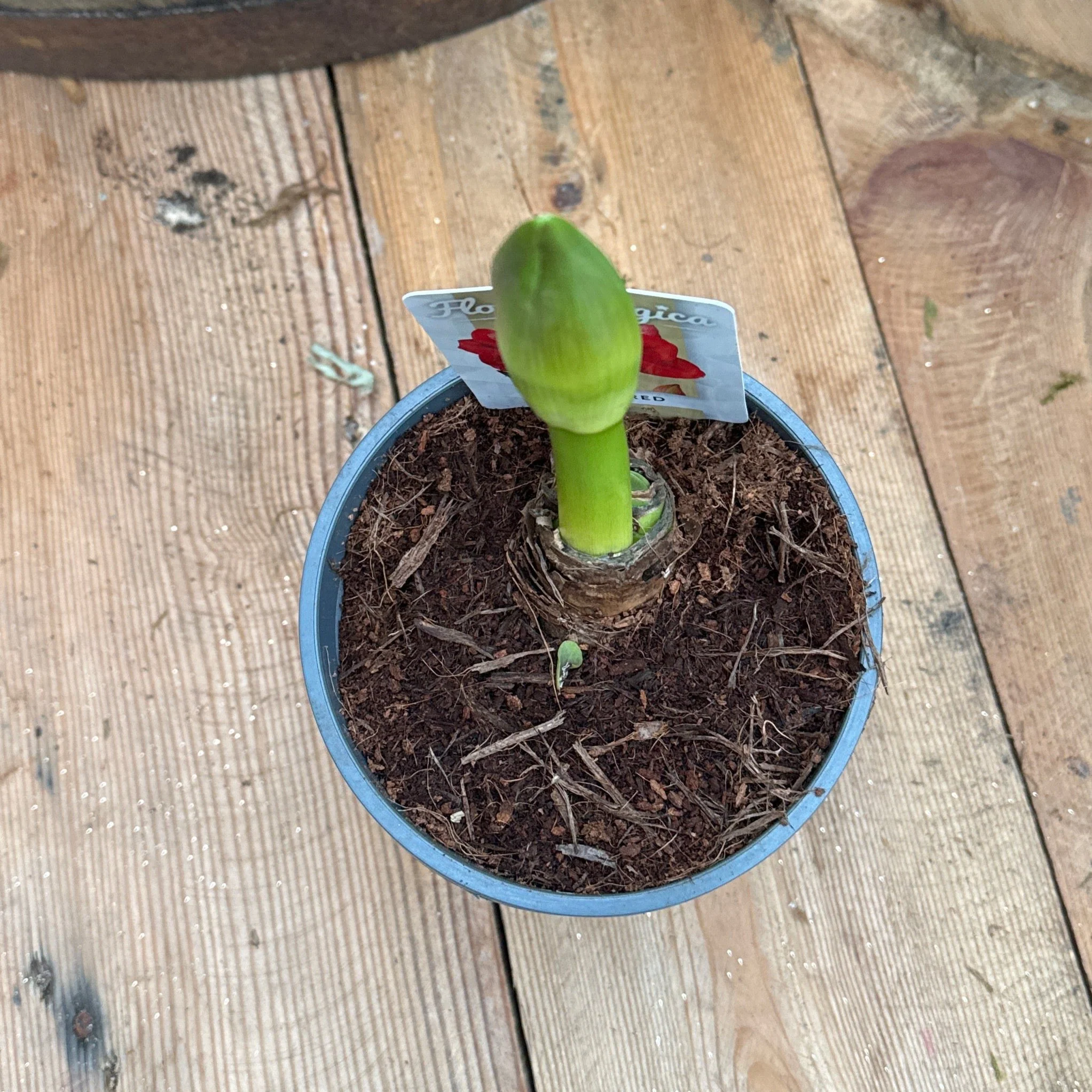 Hippeastrum ... mixed 2 bud - Image 3