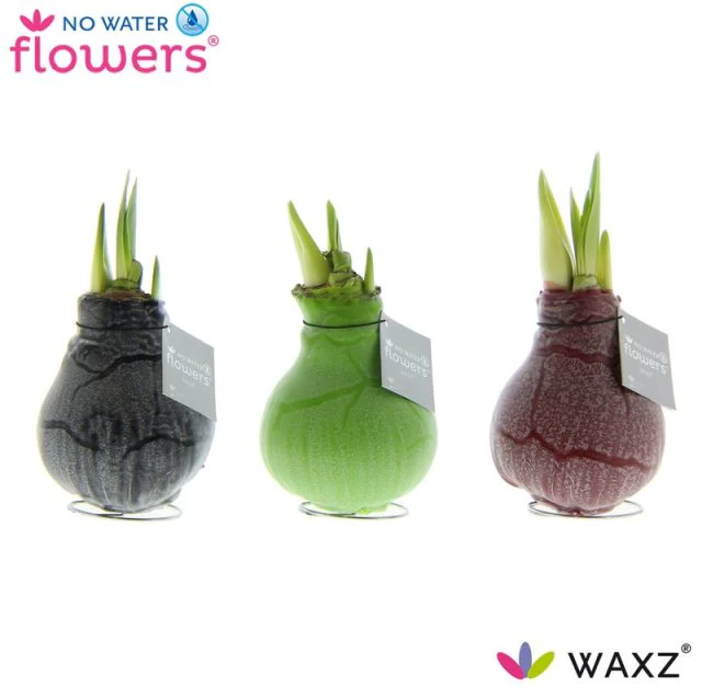 Hippeastrum Waxz Marble - Image 3