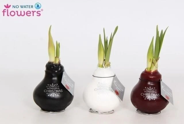Hippeastrum Waxz Merry Christmas not applicable - Image 2