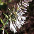 Hosta Empress Wu - Image 3