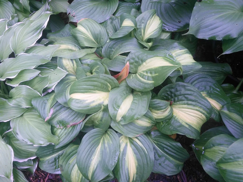 Hosta Fragrant Blue - Image 2