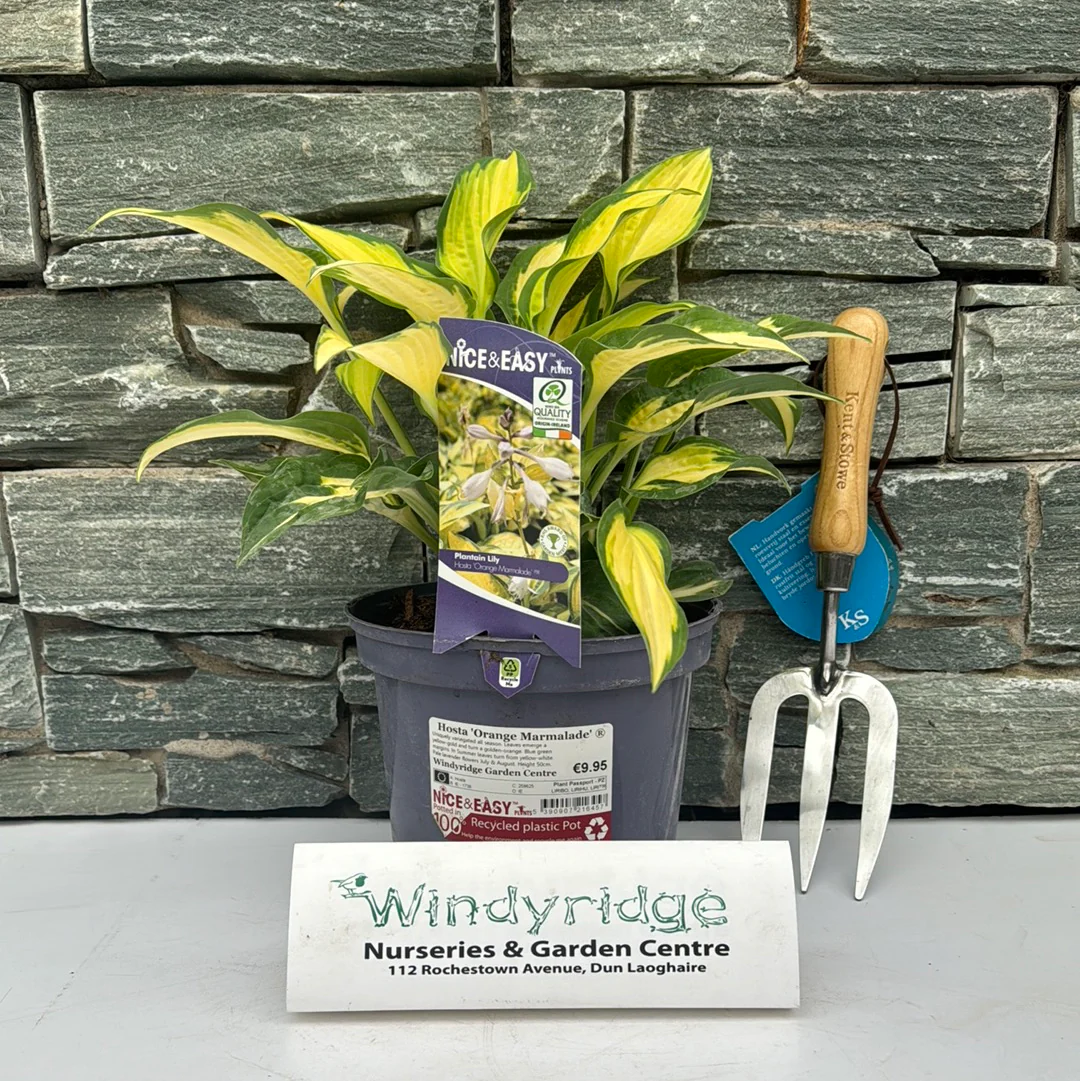 Hosta 'Orange Marmalade' ®