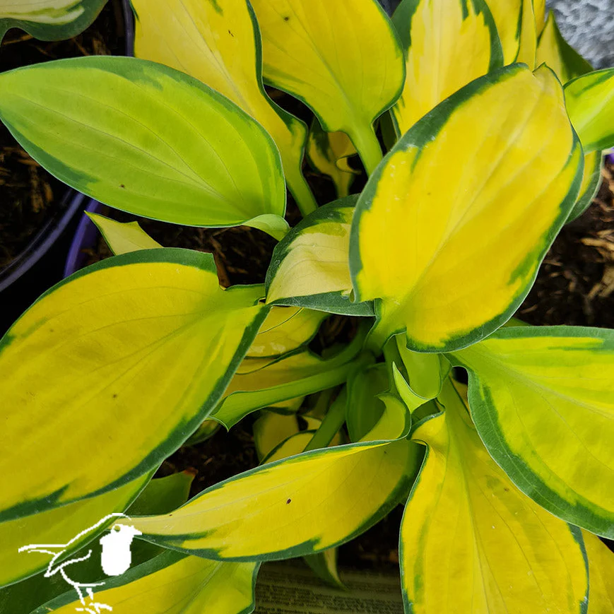 Hosta 'Orange Marmalade' ® - Image 2