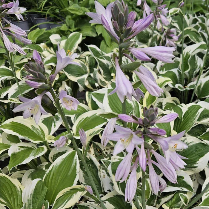 Hosta Patriot - Image 2