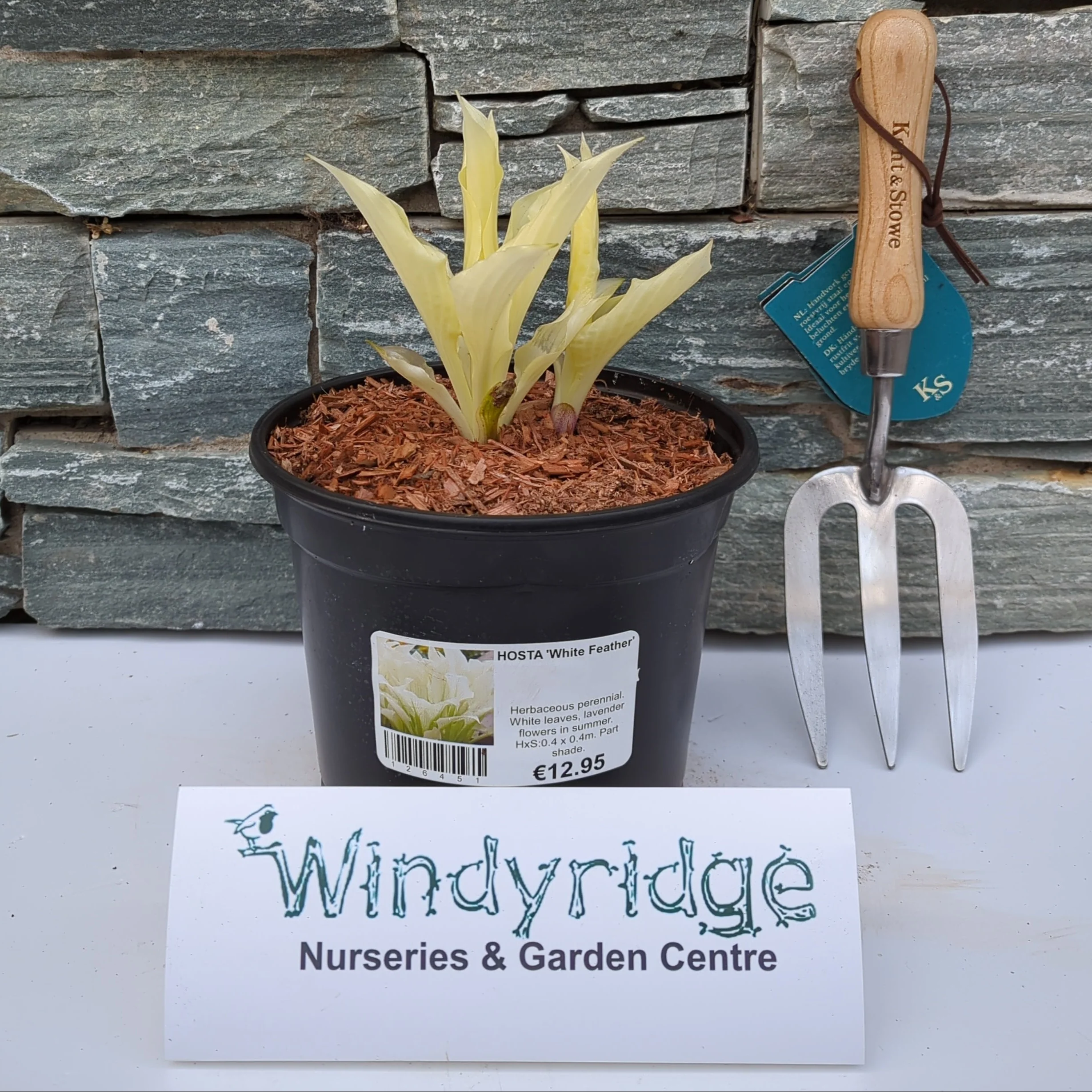 HOSTA White Feather