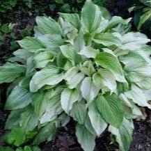 HOSTA White Feather - Image 2