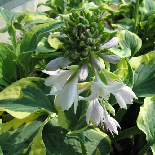Hosta Wide Brim - Image 3