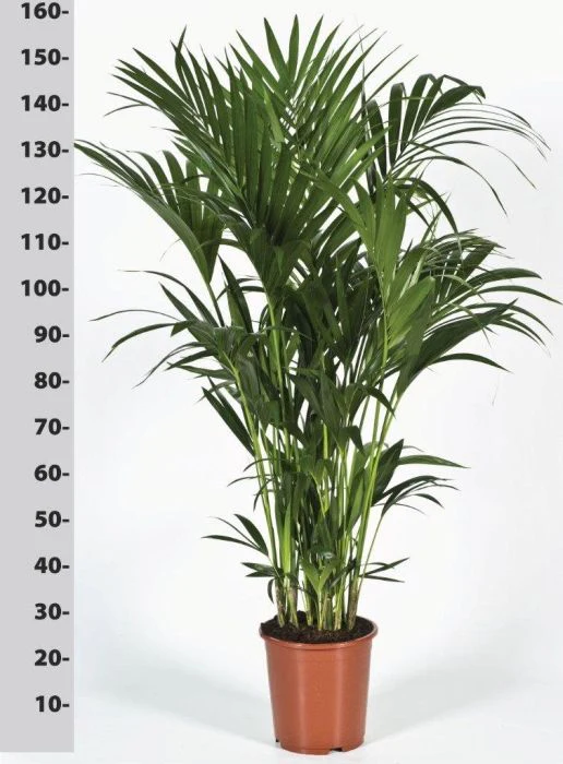 Howea forsteriana