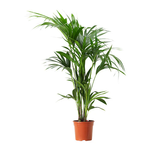 Howea forsteriana 5 cutting per pot