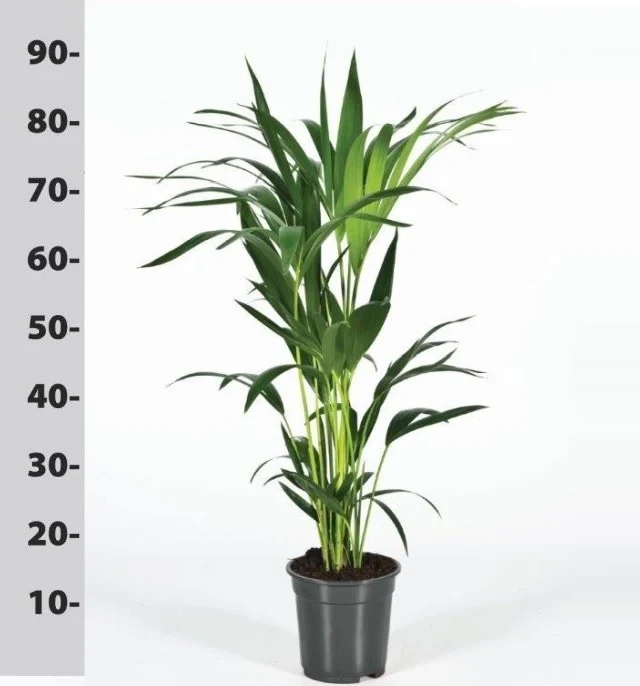 Howea forsteriana P17 - 80 CM