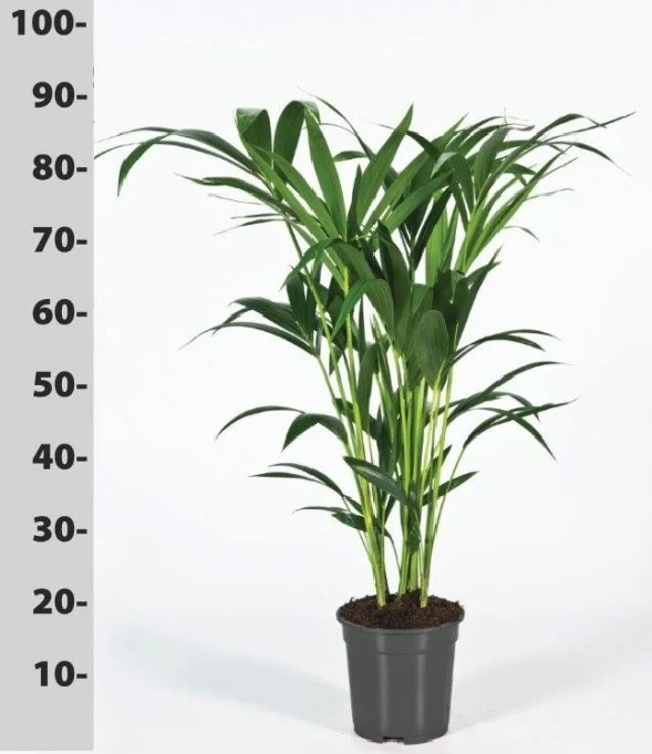 Howea forsteriana P19 - 90 CM
