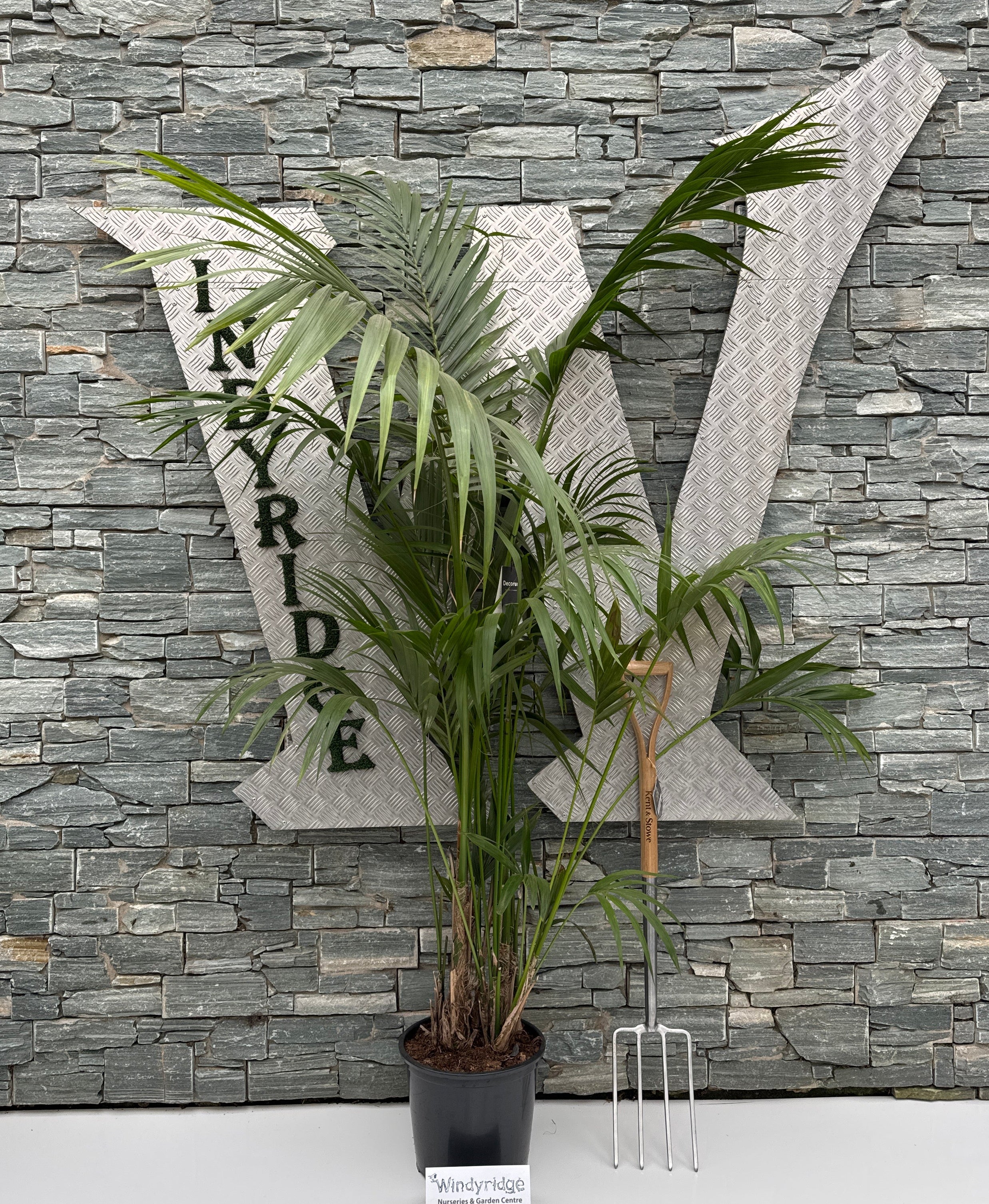 Howea forsteriana P32 - 200 CM - Image 2
